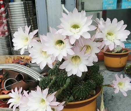 室内容易养的花
