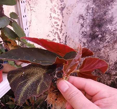 室内能养活的花