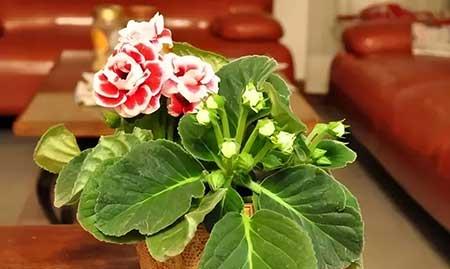 室内能养活的花