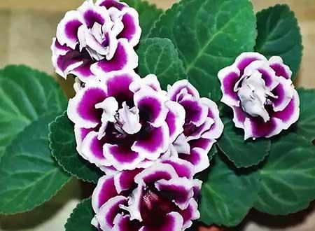 室内能养活的花