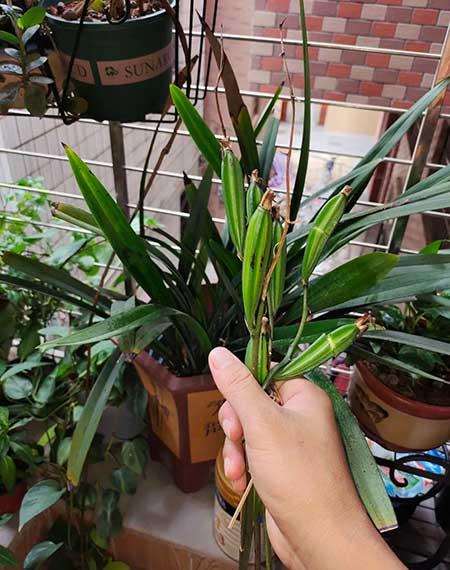 室内能养活的花