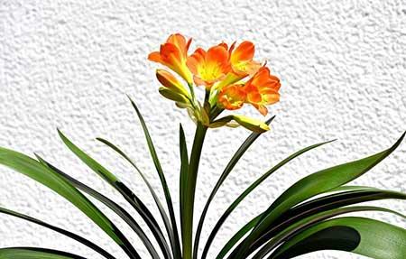 室内绿植什么好养