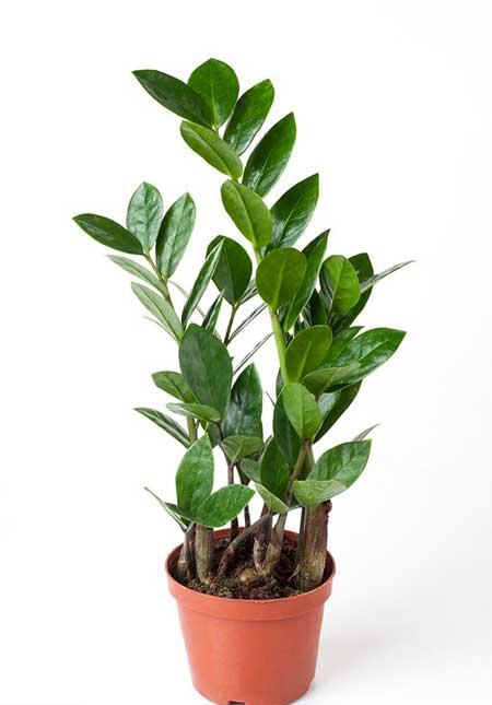 室内绿植什么好养