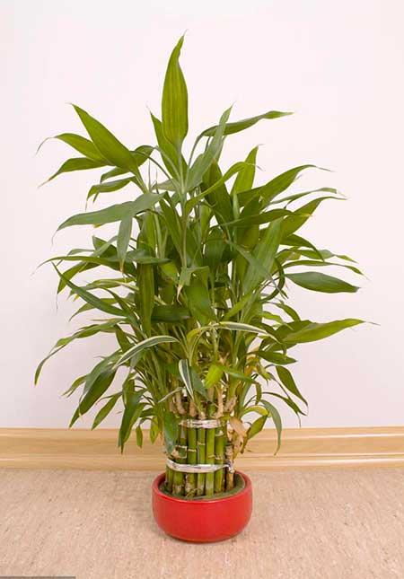 室内绿植什么好养