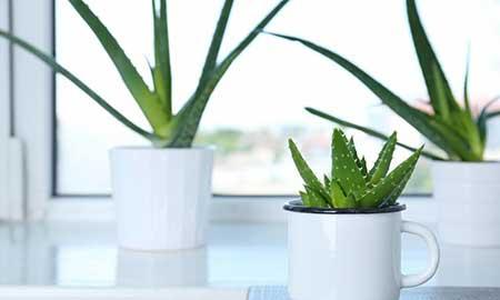 室内绿植什么好养