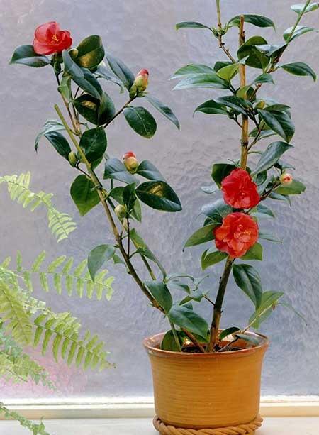 室内绿植什么好养