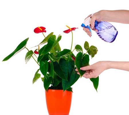 室内绿植什么好养