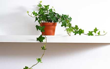 室内绿植什么好养