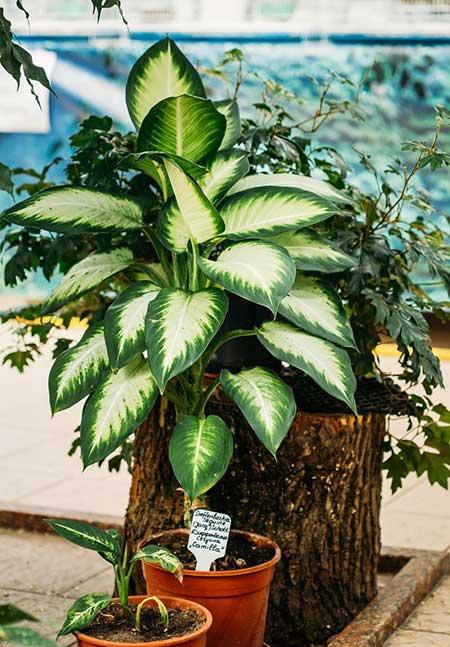 室内绿植什么好养