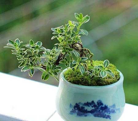 室内绿植什么好养