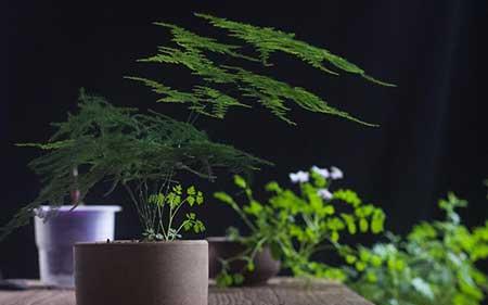 室内绿植什么好养