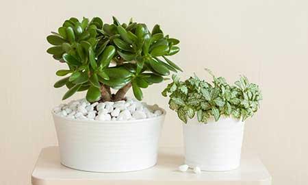 室内绿植什么好养