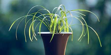 室内绿植什么好养