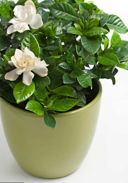 室内绿植什么好养