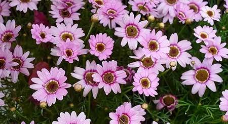 室内花卉出租