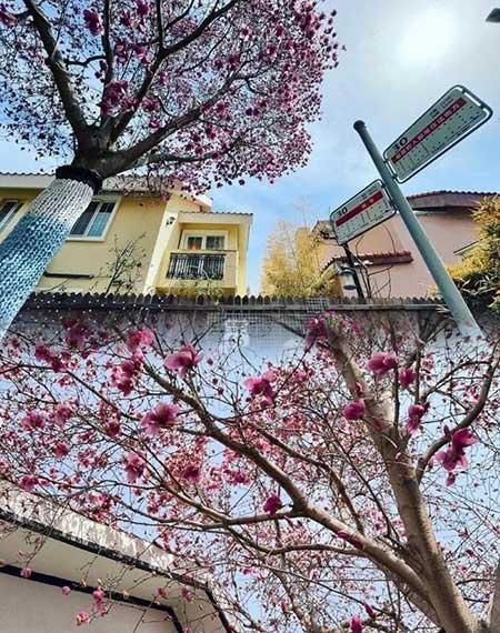 室内花卉出租