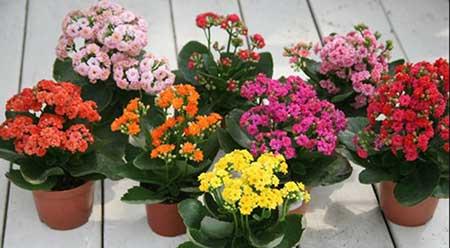 适宜室内养的花