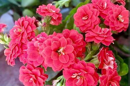 适宜室内养的花