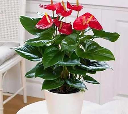 适宜室内养的花
