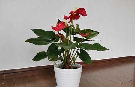 适宜室内养的花