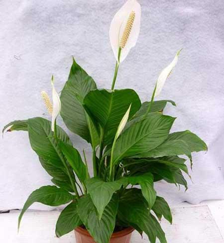 适宜室内养的花