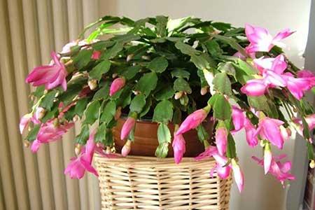 适宜室内养的花