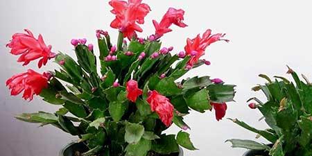 适宜室内养的花