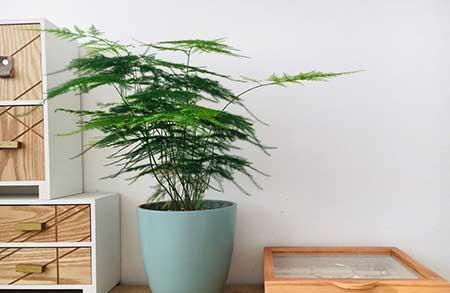 适合在黑暗中养的植物