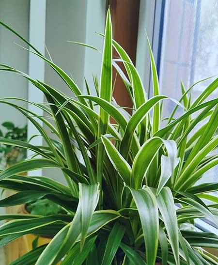 适合在黑暗中养的植物