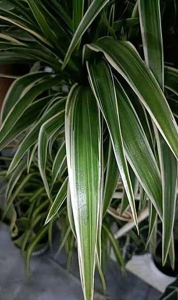 适合在黑暗中养的植物