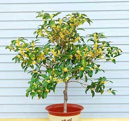 适合在黑暗中养的植物