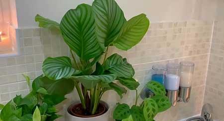 适合在黑暗中养的植物