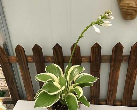 适合在黑暗中养的植物