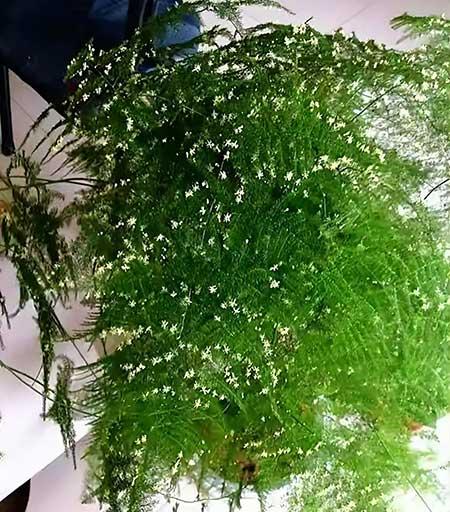 适合在黑暗中养的植物