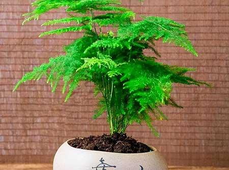 适合在黑暗中养的植物