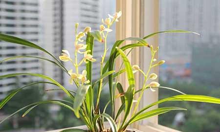 适合养在室内的花草