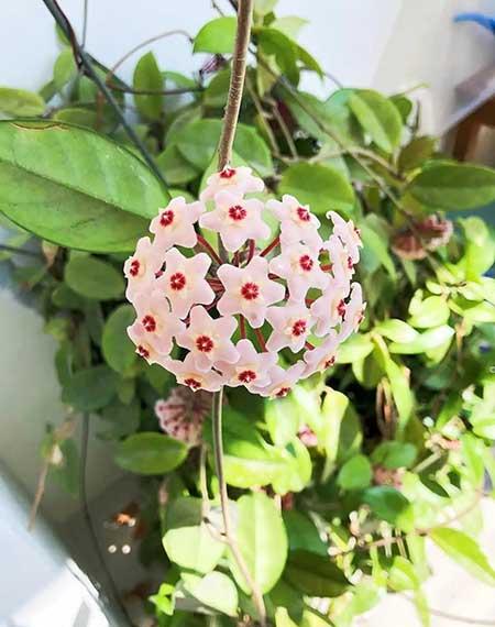 适合养在室内的花草
