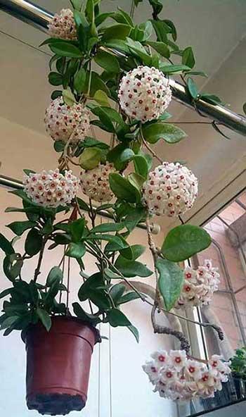 适合养在室内的花草