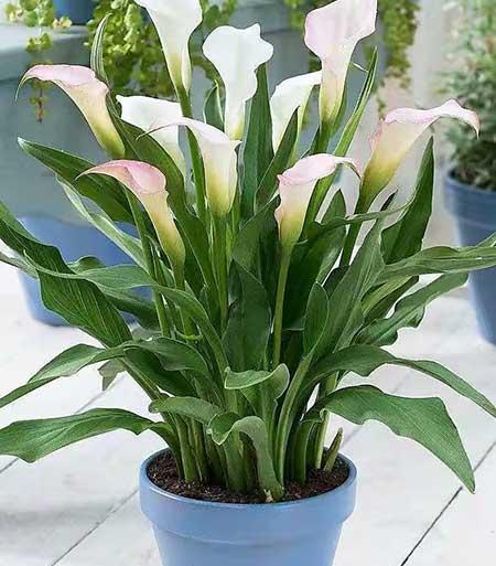 适合养在室内的花草