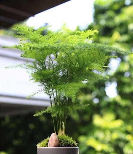 适合养在室内的花草