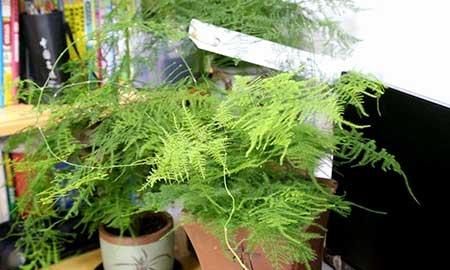 适合养在室内的花草