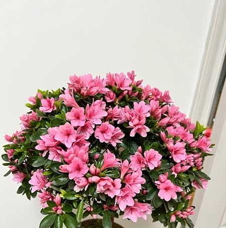 适合养在室内的花草