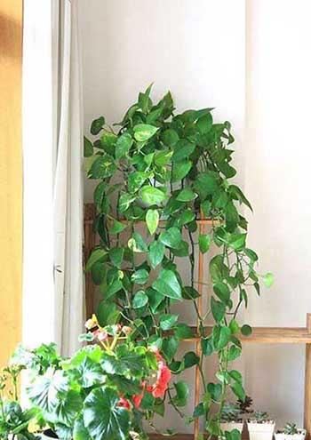 适合养在室内的花草