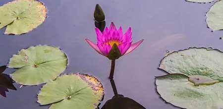 适合养在家里的鲜花