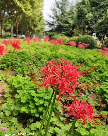 适合碗里养的小型花卉