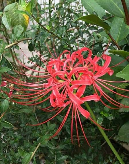 适合碗里养的小型花卉