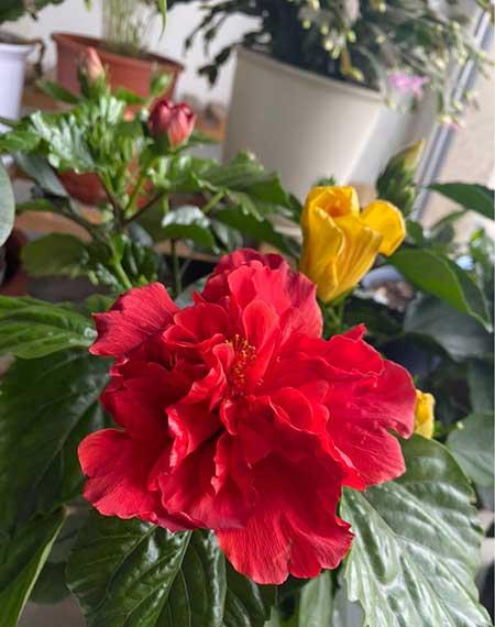 适合碗里养的小型花卉