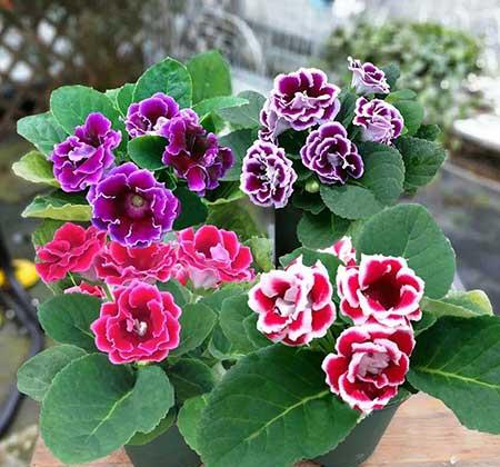 适合外面养的花