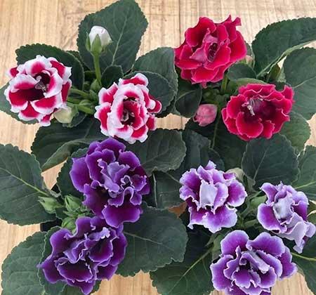 适合外面养的花