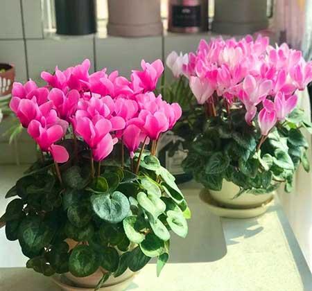 适合外面养的花